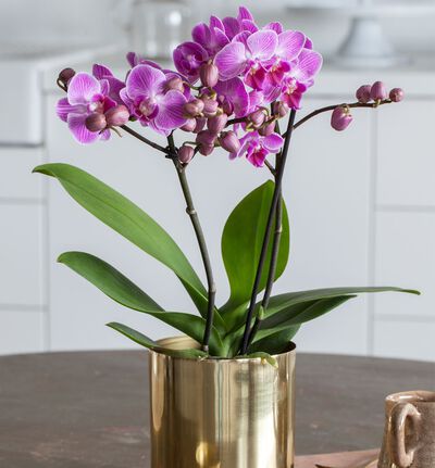 Lilla midi orkidé